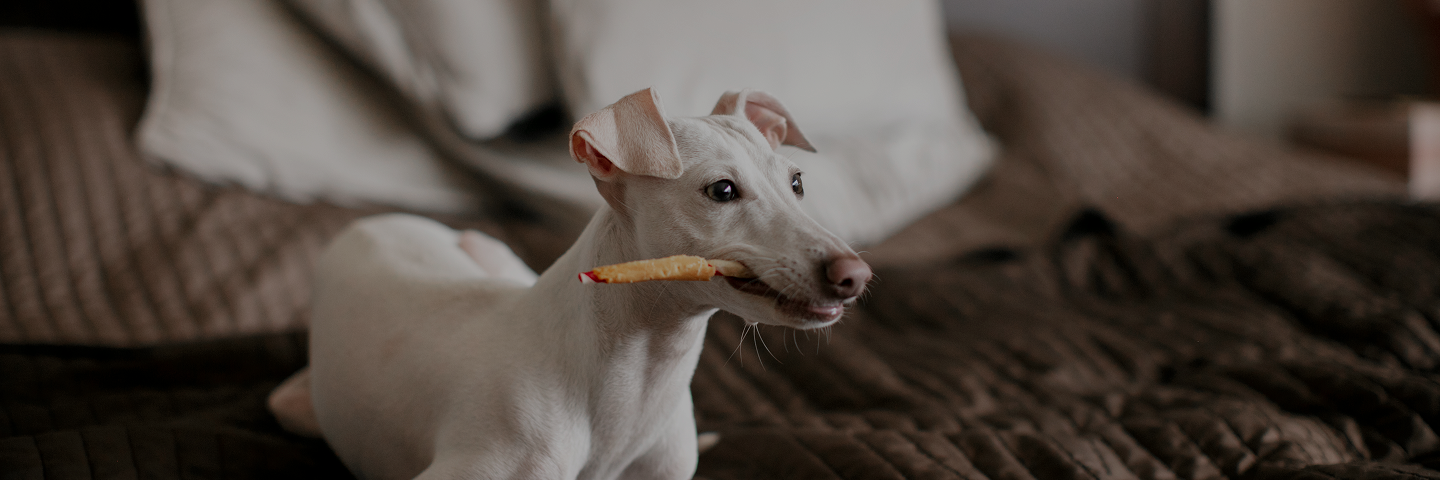 Dogs Favorite