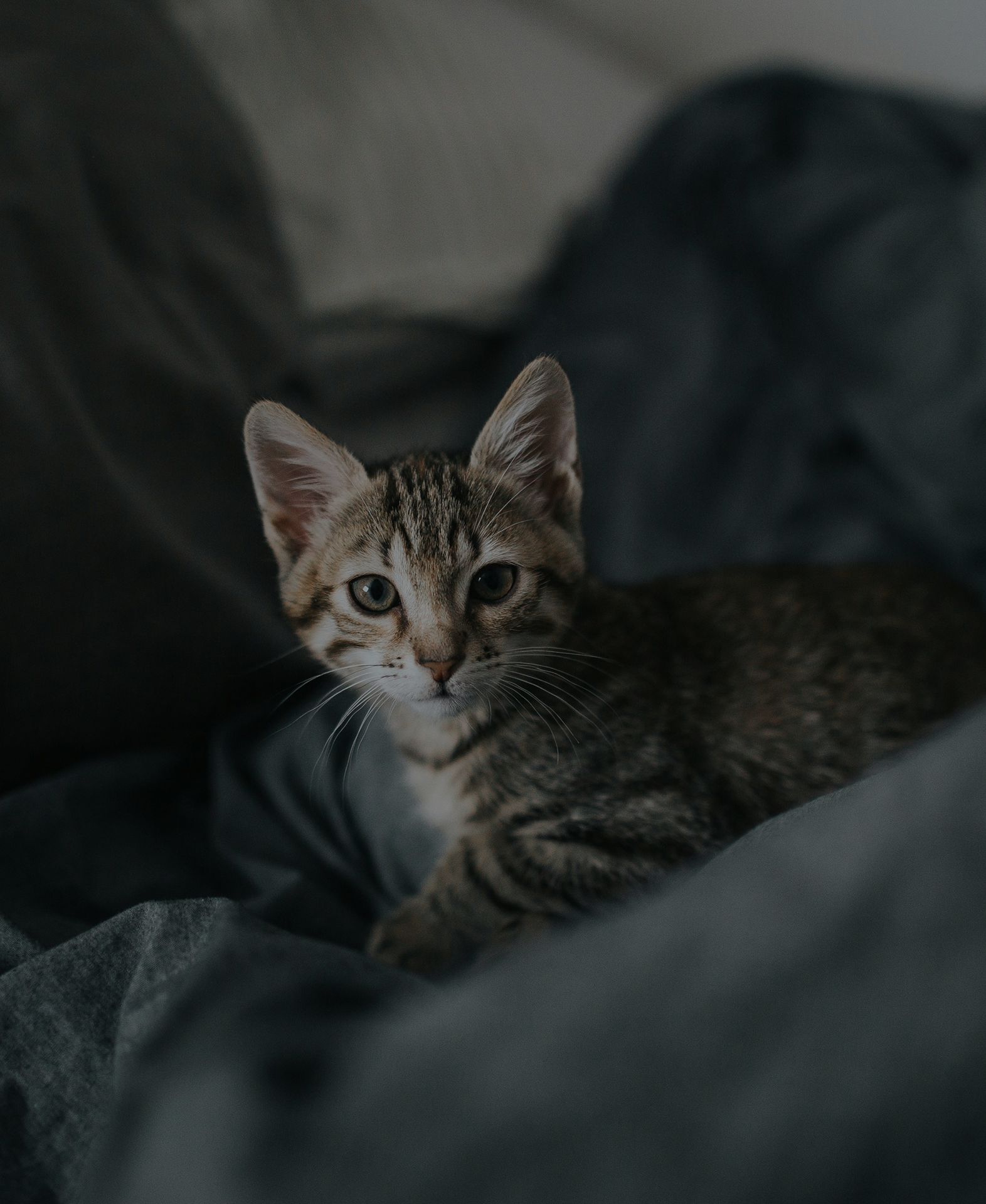 Minkas