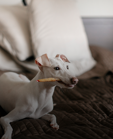 Dogs Favorite