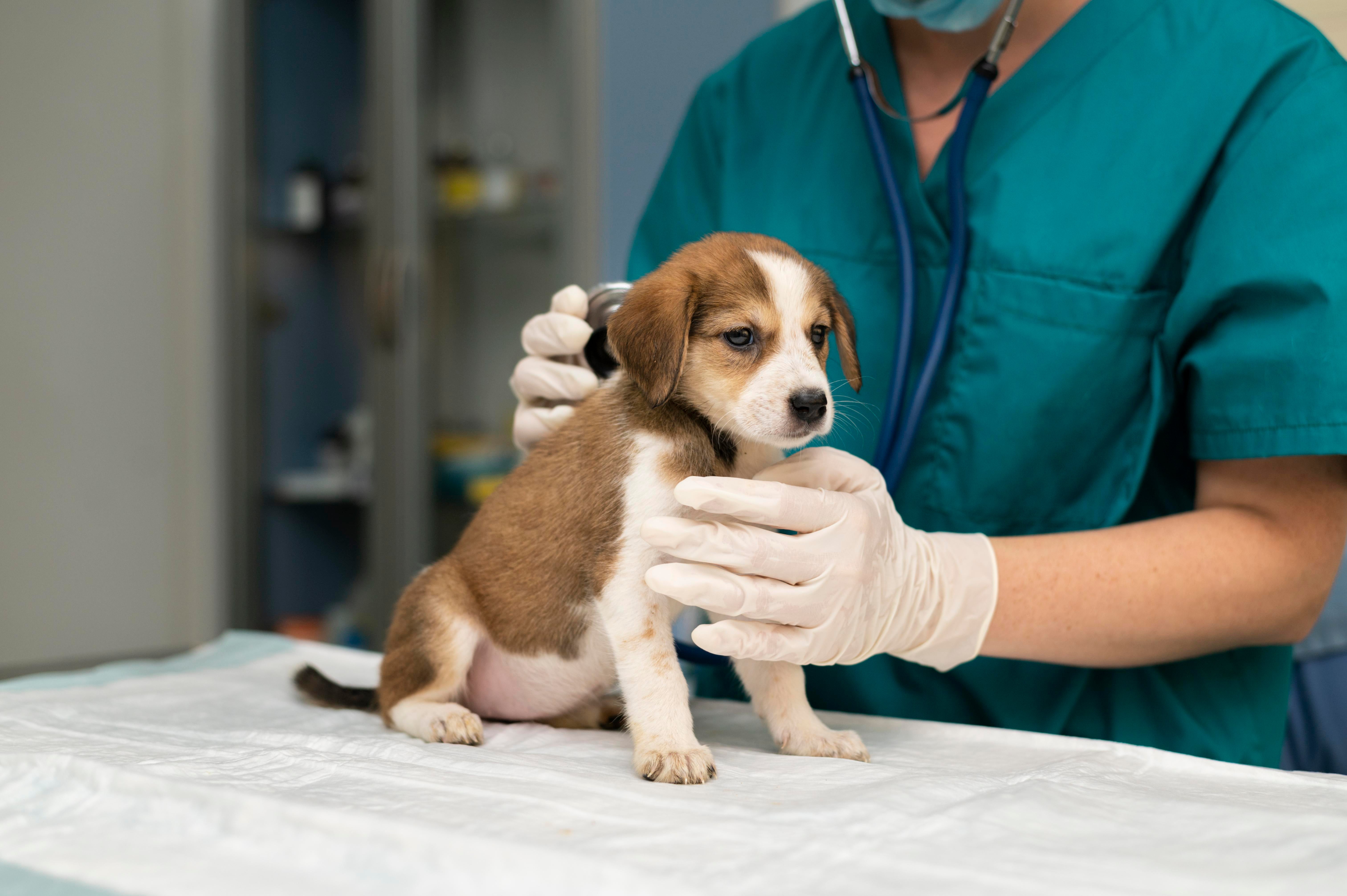 Vet