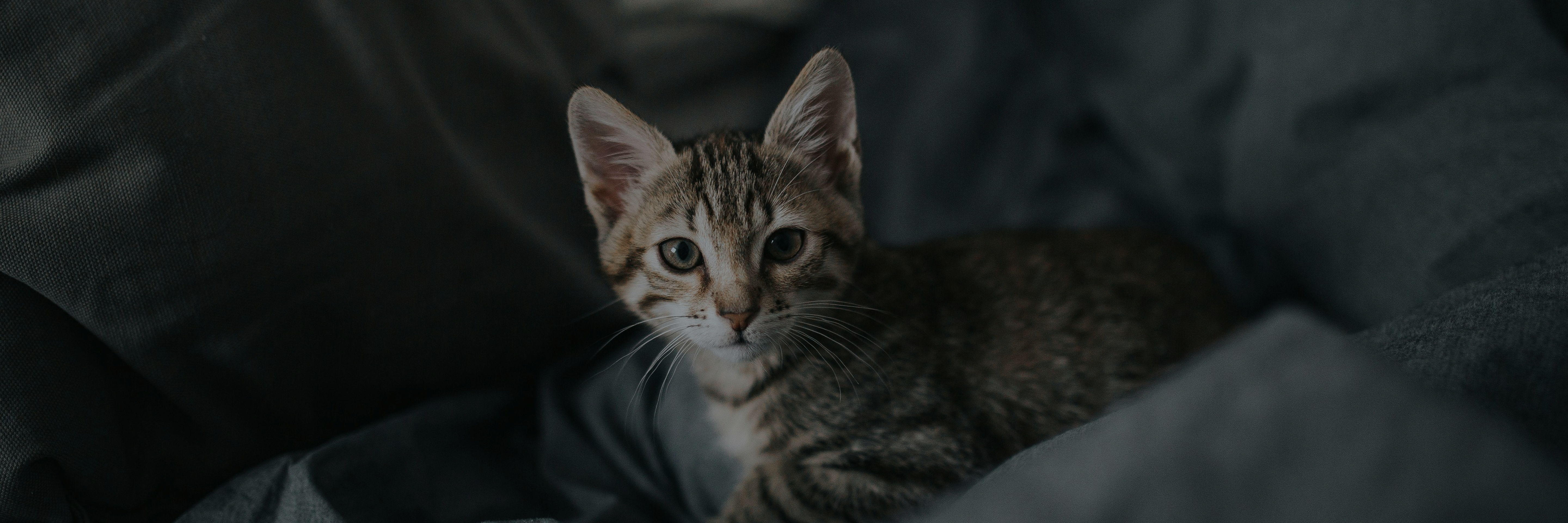 Minkas