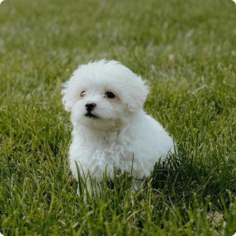 @happydog-petfood image