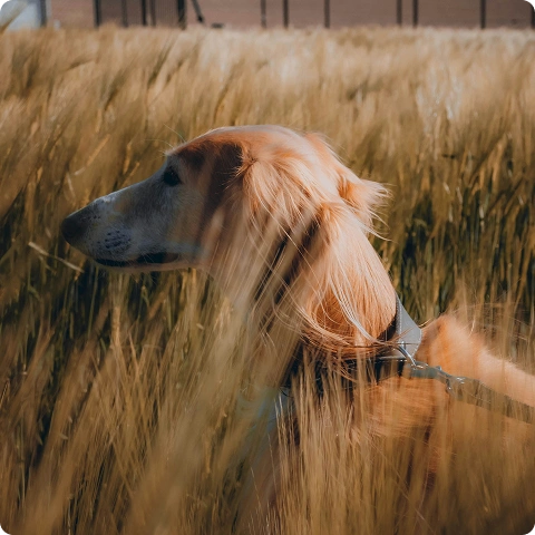 @happydog-petfood image
