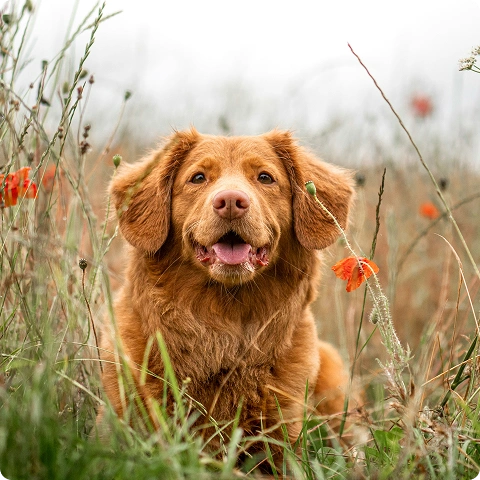 @happydog-petfood image
