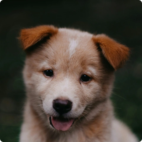 @happydog-petfood image