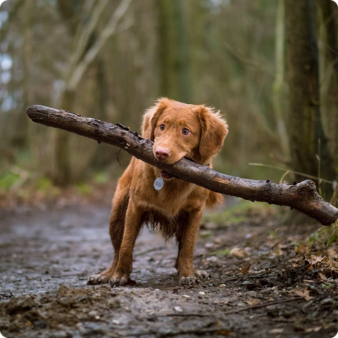 @happydog-petfood image